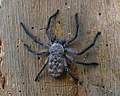 Huntsman Spider Sparassidae