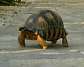 Radiated Tortoise - Geochelone radiata