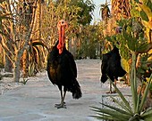 Domestic Turkeys at Tsimanampetsotsa