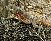 Iguana - Oplurus cuvieri