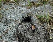 Wasp excavating a burrow