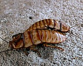 Giant Hissing Cockroach