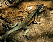 Madagascan lizard