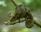 Chameleon - Chamaeleonidae