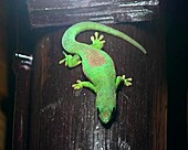 Day Gecko - Phelsuma