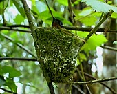 Flycatcher on nest, Perinet reserve