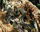 Madagascan snake