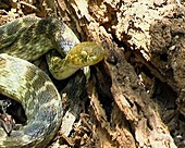 Madagascan snake