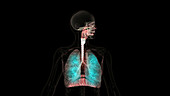 Human respiratory system, animation
