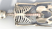 Skeleton lying down, animation