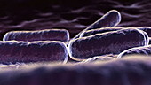 E. coli bacteria, animation