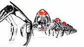 Medical nanobots marching in a line