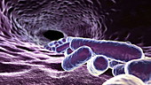 E. coli bacteria, animation