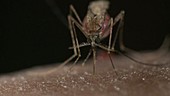 Malaria mosquito biting human