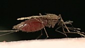 Feeding mosquito