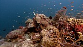 Busy coral reef