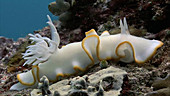White nudibranch