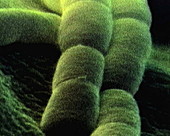 Bacillus cerus bacteria, SEM