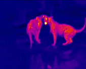 Lionesses by water, thermography