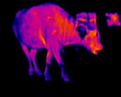 Buffalo, thermography