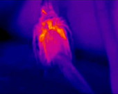 Bird in sunlight, thermography