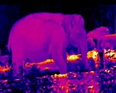 Elephant, thermography