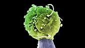 Embryonic stem cell and needle, SEM