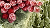 Foetal blood stem cells, SEM