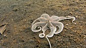 Brown mimic long-armed octopus