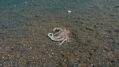 Brown mimic long-armed octopus