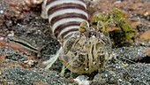 Zebra mantis shrimp