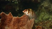 Pygmy hawkfish
