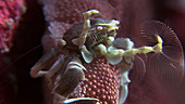 Spotty porcelain crab