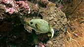 Blackspotted pufferfish