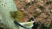 Blackspotted pufferfish