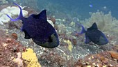 Redmouth triggerfish