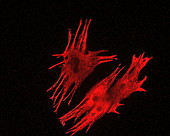 Heart cells, fluorescent microscopy