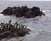 Adelie penguins