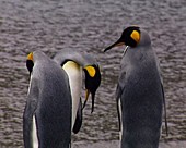 King penguins