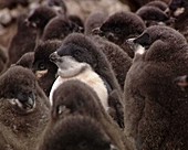 Adelie penguin chicks