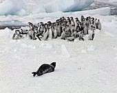 Leopard seal charging penguins
