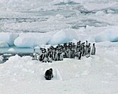 Leopard seal charging penguins