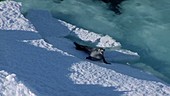 Crabeater seal breaking iceberg