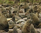 Fur seal colony