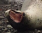 Leopard seal yawning