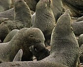 Fur seal breeding beach