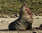 Injured male fur seal