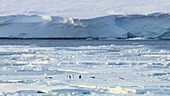 Penguins, Ronne Ice Shelf, Antarctica