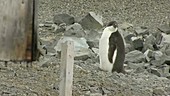 Penguin at Rothera, Antarctic Peninsula