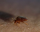 Bed bug feeding